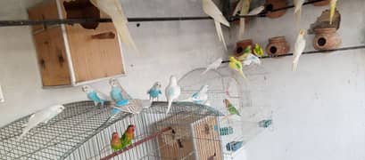 Australian birds for sale budgies