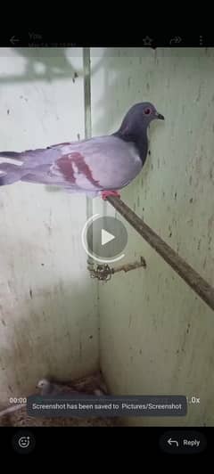 Lal ban phatty for sale