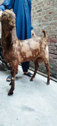 qurbani