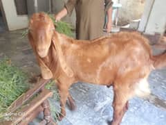 bital nasli donda bakra