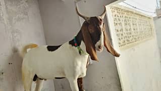 2 dant khasi bakra jori for sale