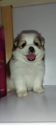 puppies
