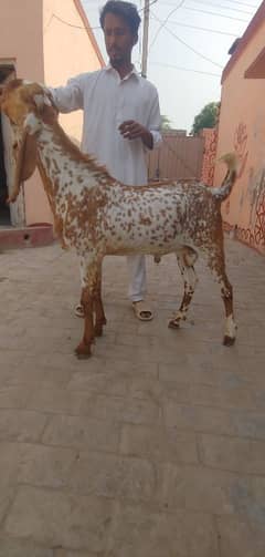 2 danat bkray hay rabata 03434046866