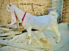 golabi Bakra 60k dimand kami hu jae Lana Waly k lea