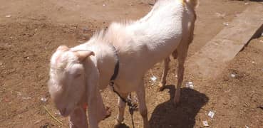 Bakra gulabi, kamuri, tapra, or dumba