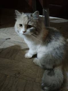 Persian