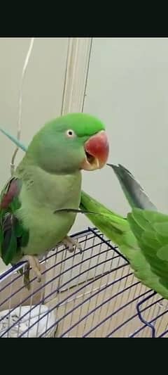 Hand-tamed Kashmiri Raw parrot