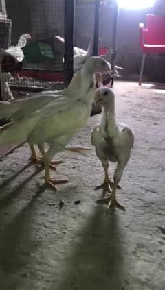 white shamo