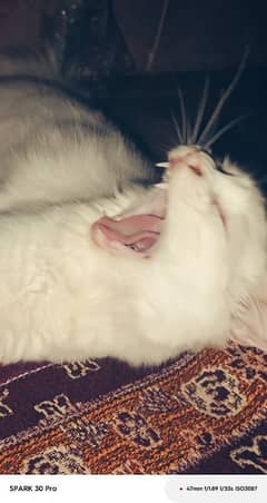 PERSIAN KITTEN 5 MONTHS