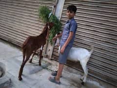 Pair Of Bakra Sale Bakray