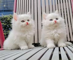 Persian Kitten Pair