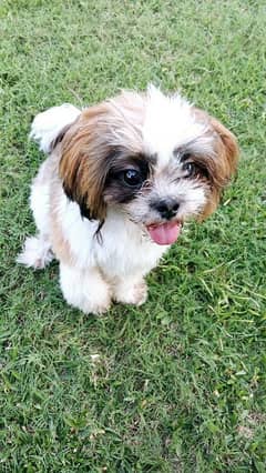 13 months old shih tzu for sale