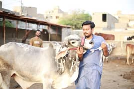 bachray and bachriyan available for Qurbani