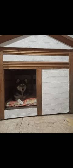 Big Dog wood house for sale