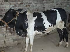 qurbani vehra