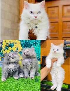 Persian Punch face triple coat cat Kitten