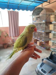 Indian Ringneck chick 2 month old.