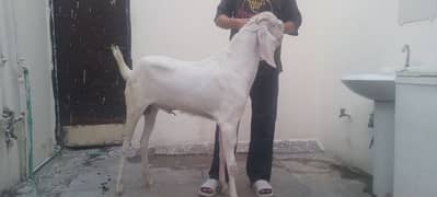 2 bakra achy weight ka