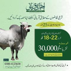 Qurbani hissa | ijtamai qurbani | qurbani share | ijtimai qurbani