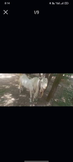White pure gulabi goat/bakra