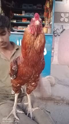 Aseel Mianwali