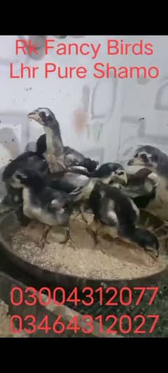 Pure Shamo chick