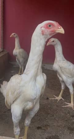white o shamo chicks
