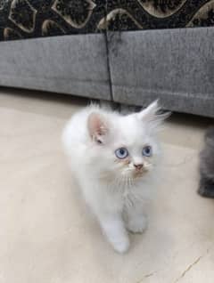 Persian cat | Triple Coated | Punch face | fluffy | cat