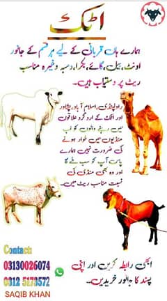 Qurbani animals available Contact 03125173572