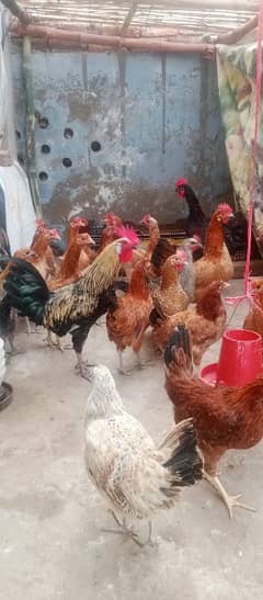 Golden Misry Hens for Sale