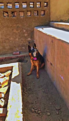 German shepherd for sale