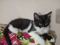 I have Scottish fold Cat with minimum Price only on 3000.