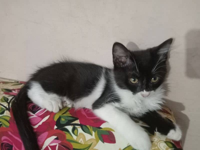 I have Scottish fold Cat with minimum Price only on 3000. 0