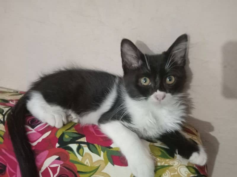 I have Scottish fold Cat with minimum Price only on 3000. 1