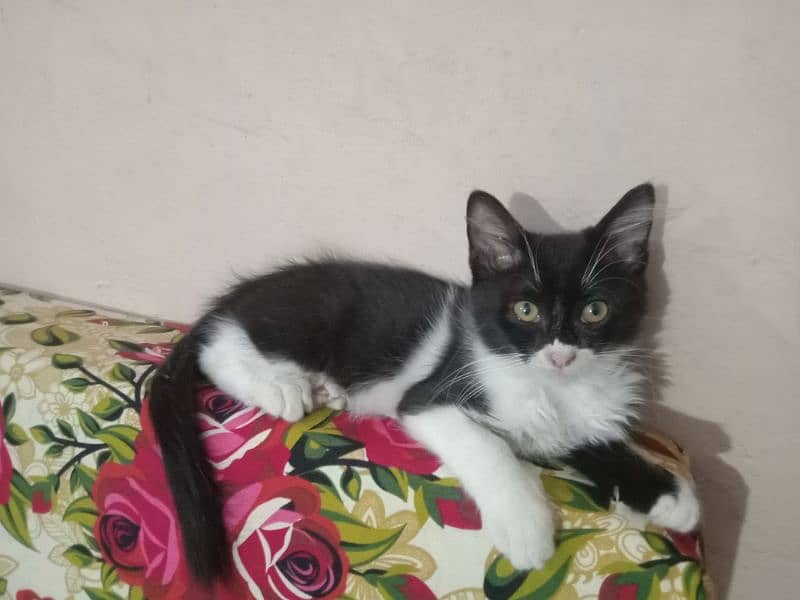 I have Scottish fold Cat with minimum Price only on 3000. 2