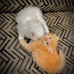 Persian kitten