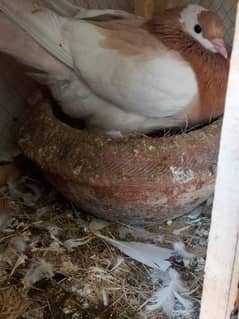 Gubara pegion pair for sale with chick