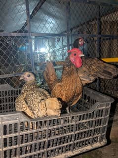 Sebright fresh fertile Eggs