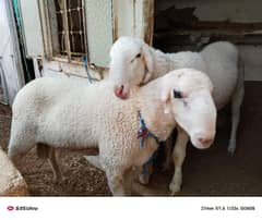 GOATS FOR SALE PAIR AVAILABLE