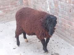 qurbani 2025 chatrey