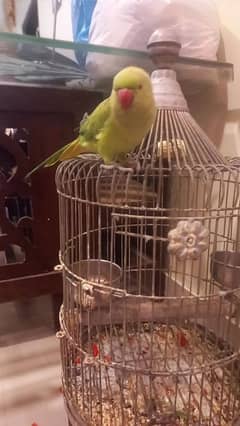beautiful ringneck parrot