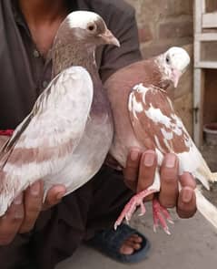 best pigeons