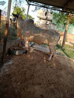 QURBANI