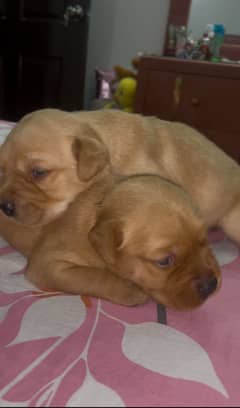 british Labrador puppies big apple head puppies