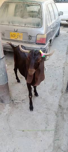 bakray for sale