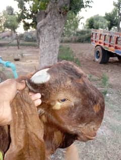 qurbani goat