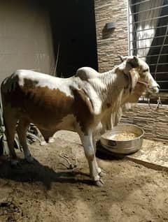 2 bachry hyn dono 3 , 3 mun k hyn meat weight m
