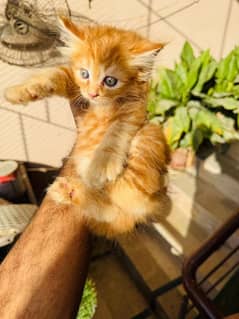 48 days blue eyes kitten available