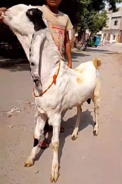 Bakra