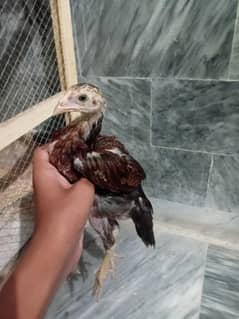 aseel chciks forsale